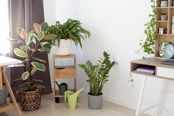 Green plants throughout a room at home with desk and worktable.