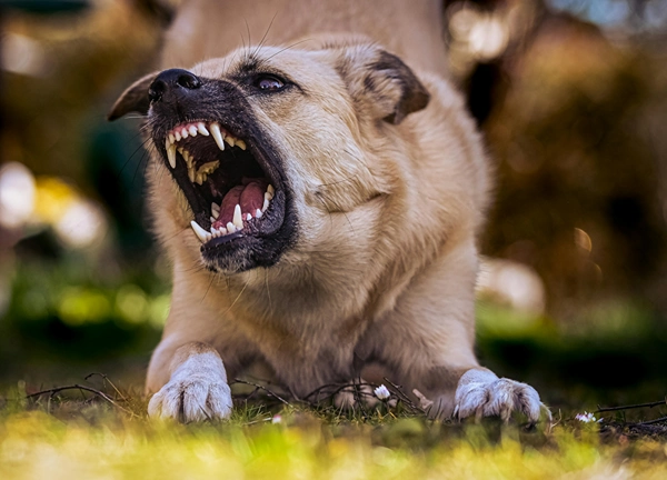 Angry growling dog with big teeth crouching down and ready to pounce.