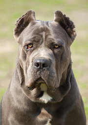 Big mean looking dog.