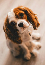 Cute puppy looking up with big eyes.