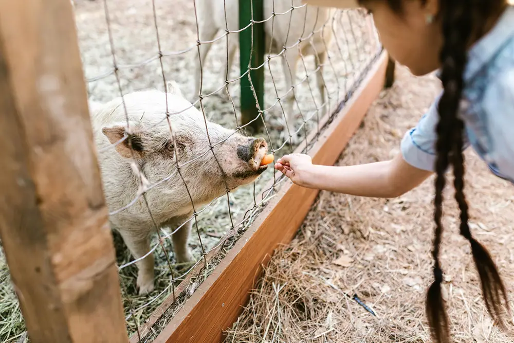 A small girl feeding a carrot to a pig through a chain link fence.