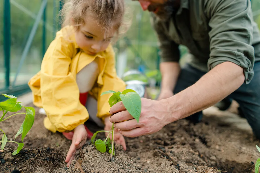 Little girl helping an adult gardener with his planting.