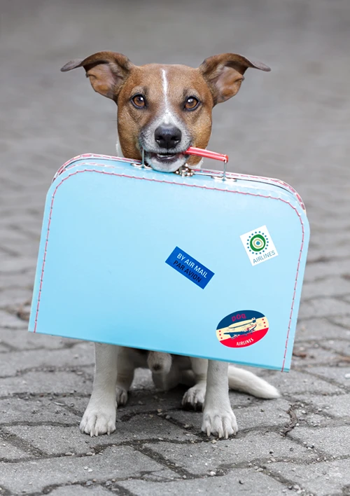 Cute on the road holding a suitcase in hist mouth